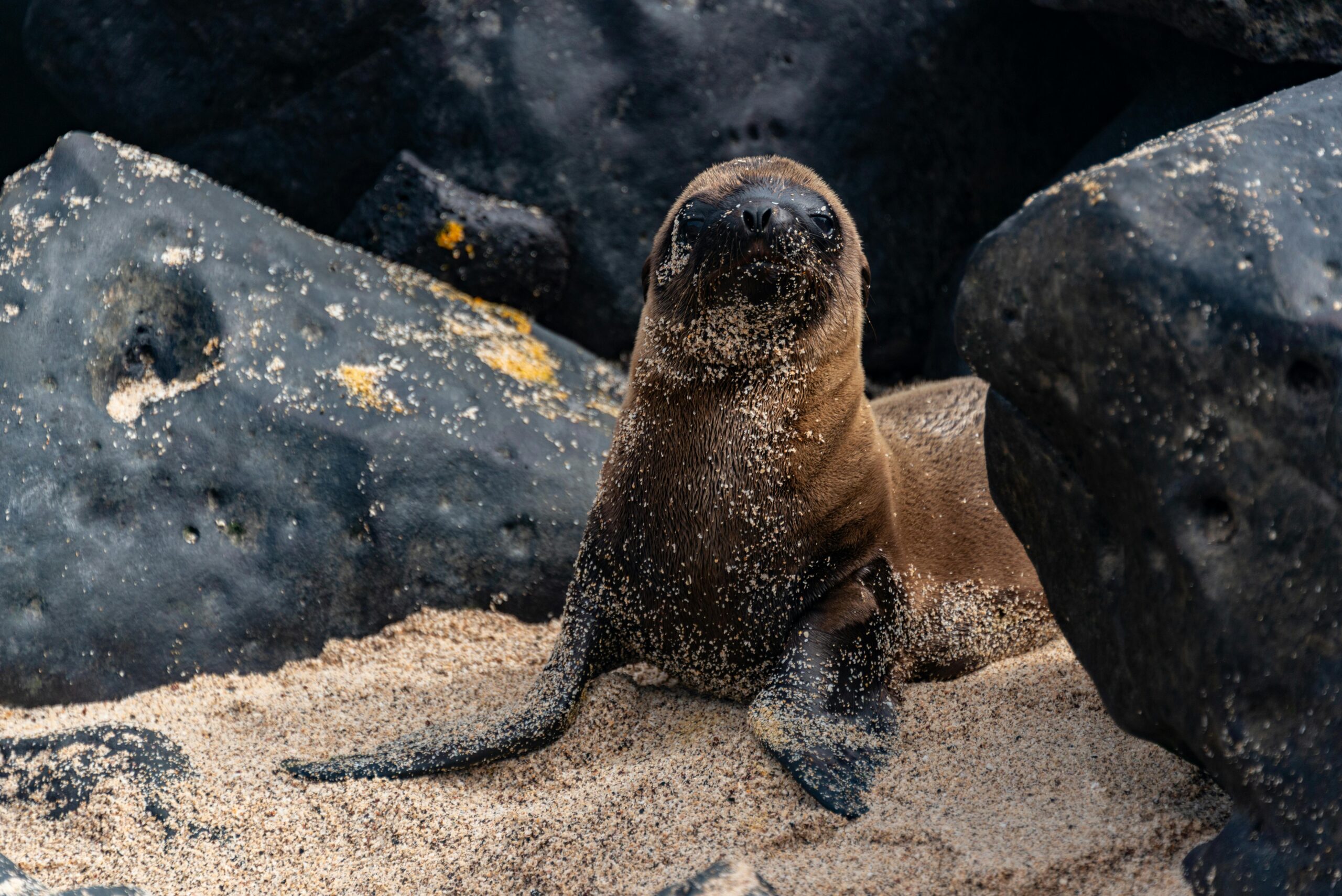 Iles galapagos, faune et flore