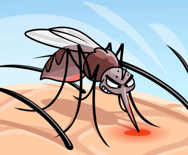 Vector illustration of a mosquito sitting on a human arm sucking blood. Concept for harmful and annoying insects, transmitting infection, spreading illness, and Zika or Malaria virus health risk.